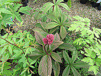 Klicken Sie auf die Vorschau, um das Vollbild zu sehen Rodgersia%20aesculifolia%20Royal%20Chocolate%2003.JPG