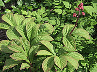 Rodgersia%20pinnata%2002.jpg