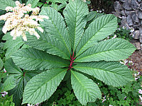 Rodgersia%20pinnata%2003.JPG