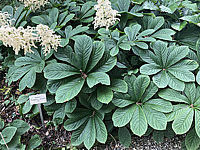 Rodgersia%20pinnata%2004.JPG