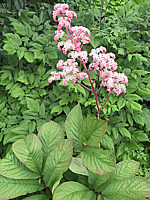 Rodgersia%20pinnata%2005%20bluehend.jpg