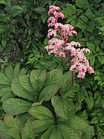 Rodgersia%20pinnata%2006%20bluehend.jpg