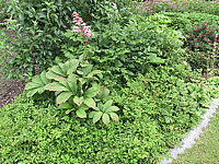 Rodgersia%20pinnata%2007%20im%20Beet.jpg