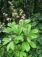 Rodgersia%20pinnata%2008.jpg