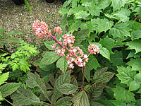 Rodgersia%20purdonii%2001.JPG