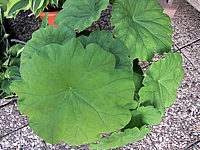 Rodgersia%20tabularis%2001%20Blatt.JPG