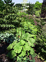Rodgersia%20tabularis%2002%20bluehend.jpg