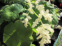 Rodgersia%20tabularis%2003%20Bluete.JPG