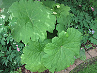 Rodgersia%20tabularis%2004.JPG