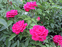 Rosa%20moschata%20Funny%20Pink.jpg