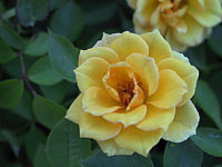 Rosa%20moschata%20Yellow%20Doll.jpg