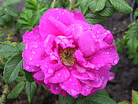 Rosa%20rugosa%20Dagmar%20Haastrupp.JPG