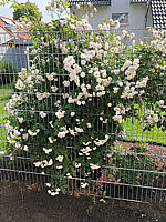 Rose%20moschata%20The%20Garland%2001%20(Ramblerrose,%20Austin).JPG