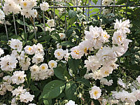 Rose%20moschata%20The%20Garland%2002%20(Ramblerrose,%20Austin).JPG