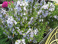Rosmarinus%20officinalis%20Arp%2001.JPG