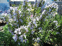 Rosmarinus%20officinalis%20Arp%2002.JPG
