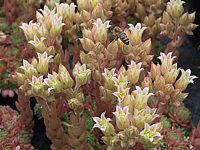 Rosularia%20pallida%2001.JPG