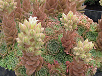 Rosularia%20pallida%2002.JPG
