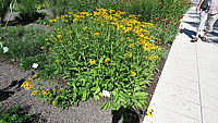 Rudbeckia%20fulgida%20deamii.JPG