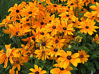 Rudbeckia%20hirta%20Indian%20Summer%2001.JPG