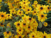 Rudbeckia%20hirta%20Indian%20Summer%2002.JPG