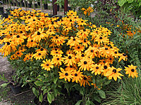 Rudbeckia%20hirta%20Indian%20Summer%2003.JPG