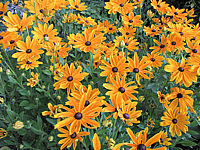 Rudbeckia%20hirta%20Indian%20Summer%2003b.JPG