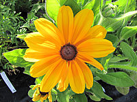 Rudbeckia%20hirta%20Indian%20Summer%2004%20Bluetenmacro.JPG