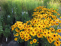 Rudbeckia%20hirta%20Indian%20Summer%2005.JPG