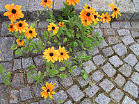 Rudbeckia%20hirta%20Indian%20Summer%2006%20in%20Steinfugen.JPG