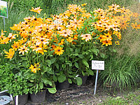 Rudbeckia%20hirta%20Indian%20Summer%2009.JPG