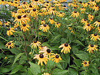 Rudbeckia%20sullivantii%20Goldsturm%2001.JPG