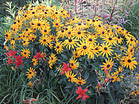 Rudbeckia%20sullivantii%20Goldsturm%2002.JPG
