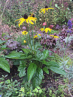 Rudbeckia%20sullivantii%20Goldsturm%2003.JPG
