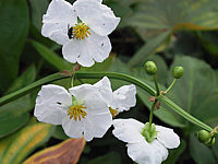 Sagittaria%20latifolia%20-%20Blueten.JPG