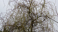 Salix%20erythroflexuosa%2001.JPG