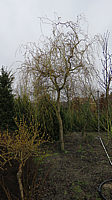 Salix%20erythroflexuosa%2002.JPG