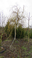 Salix%20erythroflexuosa%2003.JPG