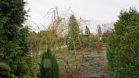Salix%20erythroflexuosa%2004%20juengere.JPG