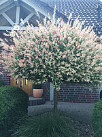 Salix%20integra%20Hakuro-Nishiki%20Sol%20001.JPG