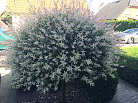 Salix%20integra%20Hakuro-Nishiki%20Sol%20002.JPG