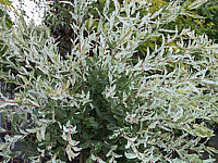 Salix%20integra%20Hakuro-Nishiki%20nah.JPG