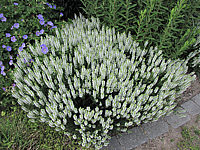 Salvia%20nemorosa%20Adrian%2001.JPG