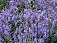 Salvia%20nemorosa%20Blauhuegel%2001.JPG