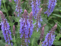Salvia%20nemorosa%20Blauhuegel%2003.JPG
