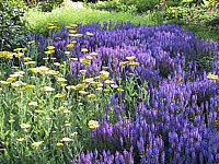 Salvia%20nemorosa%20Blaukoenigin%20+%20Achillea.JPG