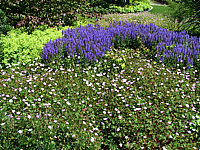 Salvia%20nemorosa%20Blaukoenigin%2001.jpg