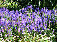Salvia%20nemorosa%20Blaukoenigin%2002.jpg