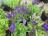 Salvia%20nemorosa%20Marcus%2001.JPG