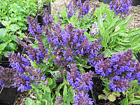 Salvia%20nemorosa%20Marcus%2002.JPG